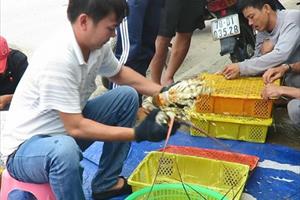 Phú Yên: Tôm hùm khan hiếm, giá tăng cao dịp cuối năm