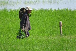 Nam Trung Bộ và Tây Nguyên: Chuyển đổi cây trồng, điều chỉnh cơ cấu giống lúa cho phù hợp