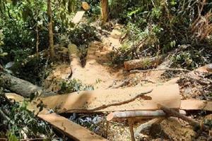 Gia Lai: Chuyển cơ quan điều tra vụ phá rừng tại xã Hra 