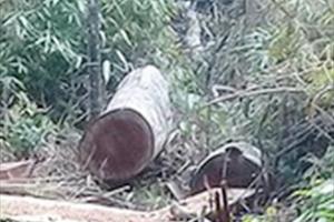 Khởi tố vụ án cưa hạ 7 cây gỗ hương tại Vườn Quốc gia Kon Ka Kinh 