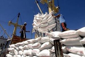 Gạo Việt xuất khẩu đắt khách, giá bán tăng 12,4%
