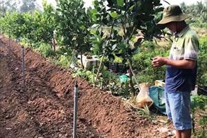 Mạnh dạn ứng dụng công nghệ cao trồng mít Thái siêu sớm