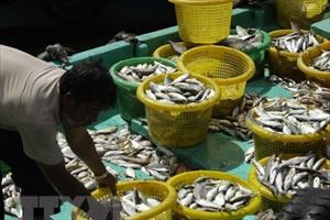 Kiên Giang: Phát triển nghề nuôi hải sản an toàn và hiệu quả