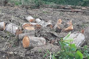 Vi phạm các quy định về khai thác, bảo vệ rừng và lâm sản 2 đối tượng bị khởi tố