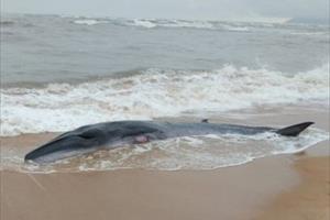 Lần đầu tiên cá voi dạt vào bờ biển Tư Hiền