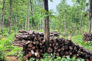 Hậu quả khôn lường từ việc phá rừng, khai thác gỗ trái phép