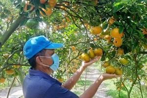 Nông sản Việt tăng tốc chiếm thị phần xuất khẩu