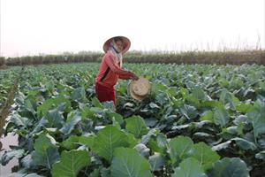 Kết nối tiêu thụ rau vụ Đông các tỉnh Đồng bằng sông Hồng