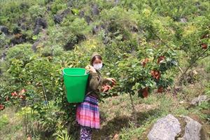 Tin NN Tây Bắc: Nông dân Lào Cai thu gần 100 tỷ đồng từ cây ăn quả ôn đới