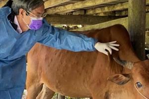 Bệnh viêm da nổi cục xuất hiện ở nhiều địa phương của Đắk Nông