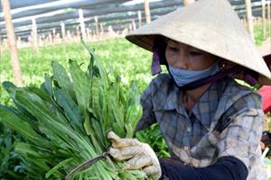 Kết nối, hỗ trợ tiêu thụ rau mùi tàu cho nông dân Diễn Thái