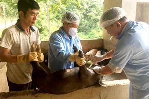 Tuyên Quang đẩy mạnh công tác phòng, chống dịch tả lợn châu Phi