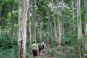 Nghệ An: Hơn 10.000 ha rừng nguyên liệu được cấp chứng chỉ rừng bền vừng