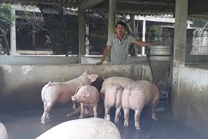 Quảng Nam hỗ trợ người dân tái đàn gia súc