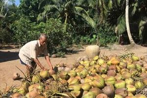 Giá dừa khô tại Trà Vinh liên tục tăng trong suốt 2 tháng