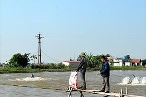 Nam Định: Chủ động chống rét cho thủy sản