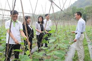 Liên kết trồng, tiêu thụ dưa chuột ở Tuyên Quang: Người dân, doanh nghiệp cùng có lợi