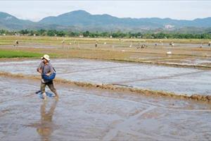Nam Định khuyến cáo người dân hạn chế thấp nhất gieo sạ vụ mùa