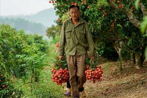 Đắk Lắk hỗ trợ tiêu thụ vải thiều cho nông dân Bắc Giang