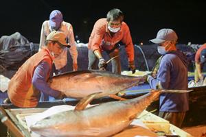 Xuất khẩu cá ngừ tăng mạnh