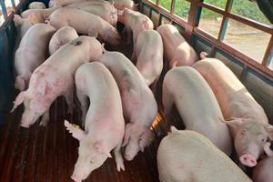 Xử phạt 4 doanh nghiệp nhập khẩu lợn