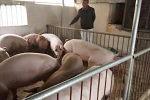 Chăn nuôi lợn hữu cơ bình ổn ở Phúc Thọ 	