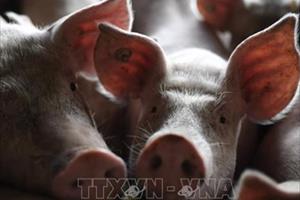  Đức kêu gọi Trung Quốc không cấm nhập khẩu thịt lợn của Đức do dịch tả lợn châu Phi