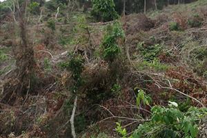 Phú Yên: Kỷ luật nhiều cán bộ chủ chốt xã Phú Mỡ vì để mất diện tích rừng