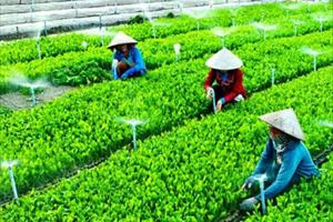 Hà Nội: Đẩy mạnh phát triển hợp tác xã nông nghiệp