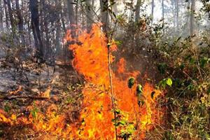 Quảng Nam cháy rừng thông, hàng trăm người căng mình dập lửa