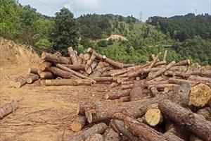 Những “án phạt” thích đáng dành cho các đối tượng có hành vi phá rừng