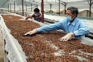 Sơn La có nhiều điều kiện để phát triển cây cà phê