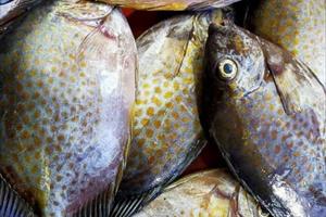 Khoảng 40 tấn cá nuôi gặp khó trong tiêu thụ vì dịch bệnh Covid-19