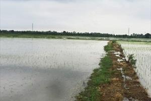 Hơn 3.300 ha đất sản xuất nông nghiệp ở Hải Dương bị ngập