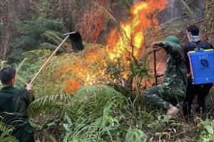 Rừng thông 30 năm tuổi ở Thừa Thiên - Huế cháy do sét đánh