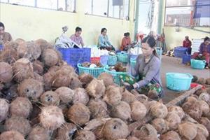 Trà Vinh: Các nhà vườn phấn khởi vì giá dừa khô tăng gấp đôi