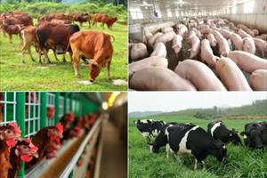 Năm 2025, ngành chăn nuôi sẽ tăng giá trị sản xuất từ 4-5%/năm