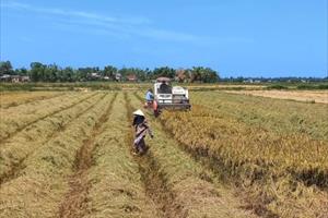 Thừa Thiên - Huế đẩy nhanh tiến độ thu hoạch lúa vụ hè thu 2021