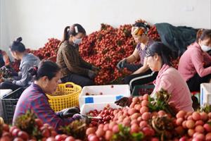Vải thiều giá cao, tiêu thụ thuận lợi, Bắc Giang thu về hơn 6.780 tỷ đồng