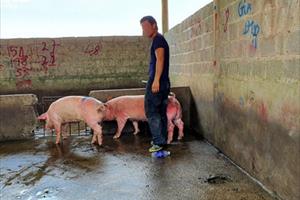 Hàng nghìn con lợn sống được nhập về, giá lợn hơi liên tiếp giảm mạnh