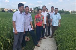 Bắc Ninh: Chuyển hướng sản xuất lúa sạch, chất lượng cao	