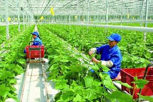 Nhiều tiềm năng từ thị trường tín chỉ carbon của nông nghiệp Việt Nam 