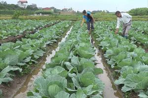 Hội Nông nghiệp và PTNT Bắc Ninh: Thi đua sản xuất VAC giỏi, nhiều mô hình thu 