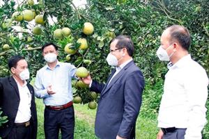 Xúc tiến tiêu thụ cam, bưởi và các nông sản chủ lực tỉnh Bắc Giang