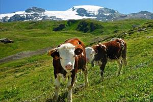 Phát hiện vi khuẩn và enzym trong dạ dày của bò có thể phân hủy một số loại nhựa