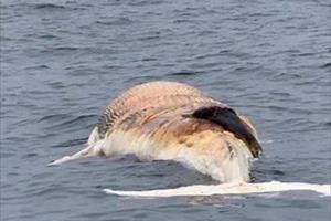 Hải Phòng: Phát hiện xác cá voi chết dạt vào bờ