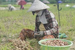 Khánh Hoà: Ảnh hưởng mưa bão, người trồng hành thiệt hại nặng