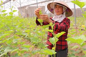 Bắc Giang hỗ trợ liên kết sản xuất, tiêu thụ sản phẩm nông nghiệp