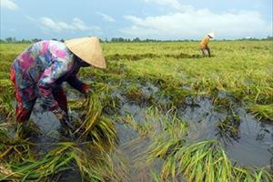 Nhiều tỉnh ở ĐBSCL thiệt hại nặng do mưa dông