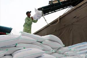Rộng cửa xuất khẩu, gạo Việt Nam hướng tới thị trường cao cấp châu Âu